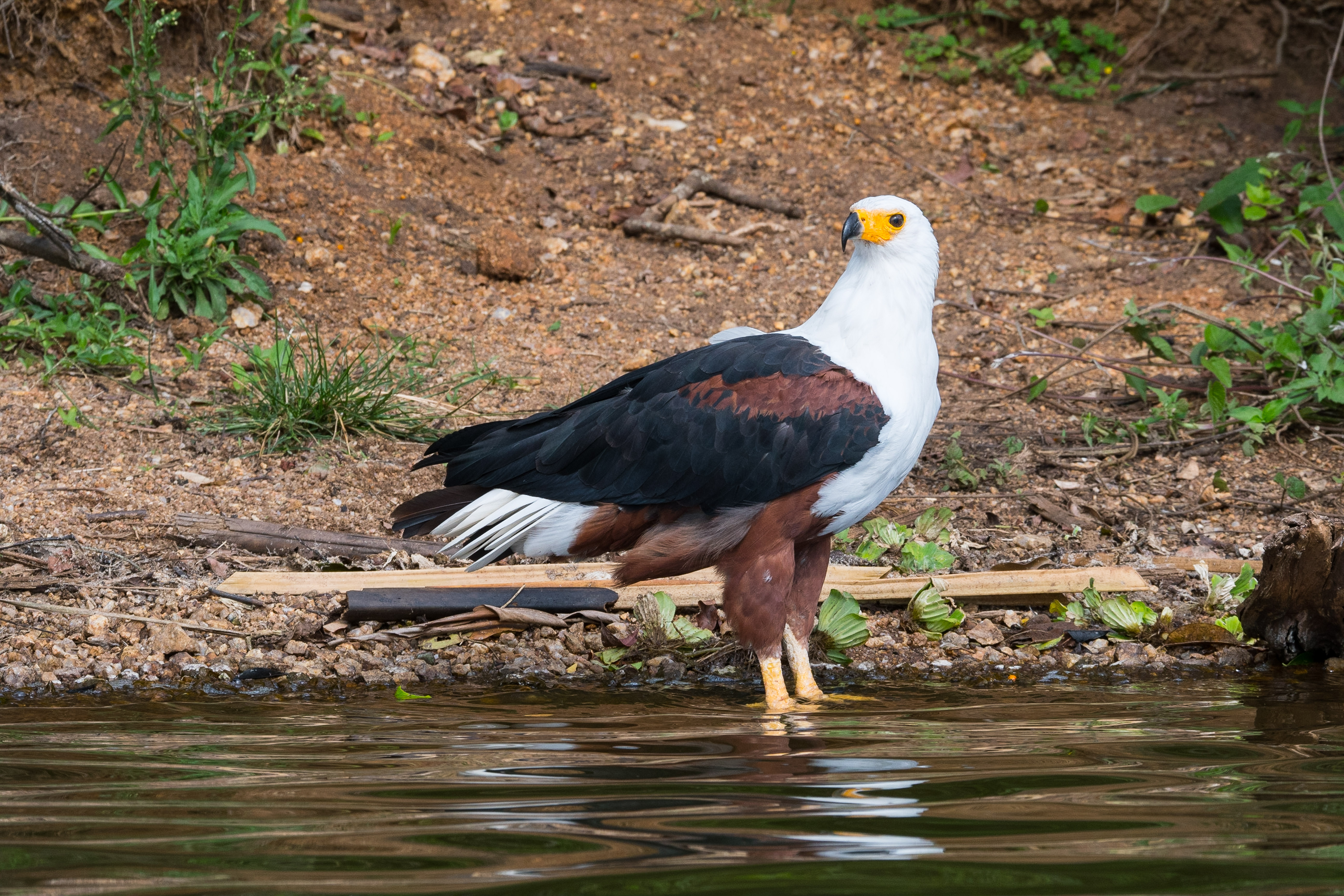 Pygargue vocifère, Ouganda